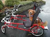 Charley Brown the dog on built-in cargo platform
